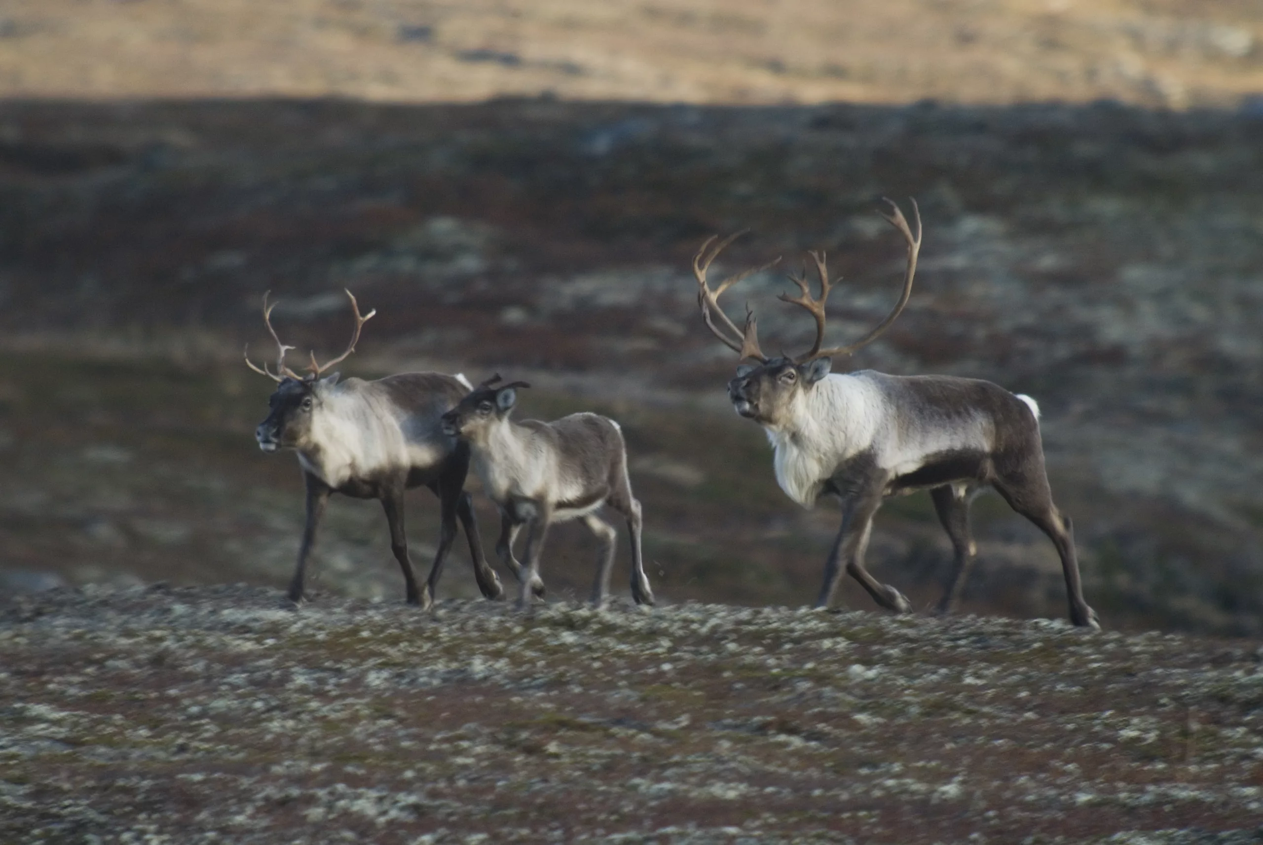 Villreinen Har Kryssa Viktig Barriere I Rondane | Villrein